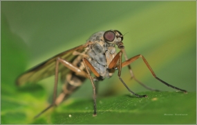 <p>ČÍHALKA OBECNÁ (Rhagio scolopaceus) ---- Gemeine Schnepfenfliege/</p>